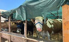 Kurban pazarı hareketli ama besici zorda...