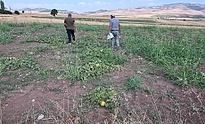 Yozgat’ın tescilli Bağrıbütün kavununa talep çok ama ürün yok
