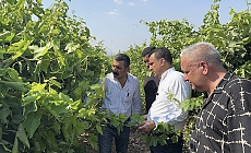 Bekir Başevirgen, Manisa’da üzüm bağlarını ziyaret etti, üreticilerin sorunlarını dinledi
