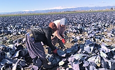 Lahana tarlasında çalışan tarım işçileri konuştu: "Hayat çok pahalı. Kanser hastasıyım, buraya gelip çalışıyorum"