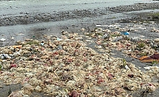 Zonguldak'taki Alaplı Çayı'nda ölmüş yüzlerce tavuk bulundu