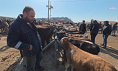 Kurbanlık satışları başladı: "Millette para yok. Bir dana 300 bin lira oldu. Milletin gücü yetmiyor"