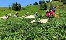 Karadeniz'de çay üreticisi, ÇAYKUR’un kontenjanı nedeniyle ürünlerini özel sektöre ucuza satmak zorunda kalacak