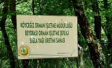 Muğla'nın Köyceğiz ilçesinde Muğla Orman Bölge Müdürlüğünce 2026 yılı için planlanan 1 ton sığla yağı ve 3 ton sığla buhuru üretim çalışması başladı.