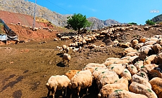 Tunceli’nin en büyük küçükbaş hayvan üreticilerinden Meral Kanar, yayla sorunlarına isyan etti: “Bir ay içinde 30-40 malım telef oldu"