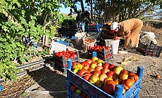 Iğdır’da "süper domates" hasadı başladı